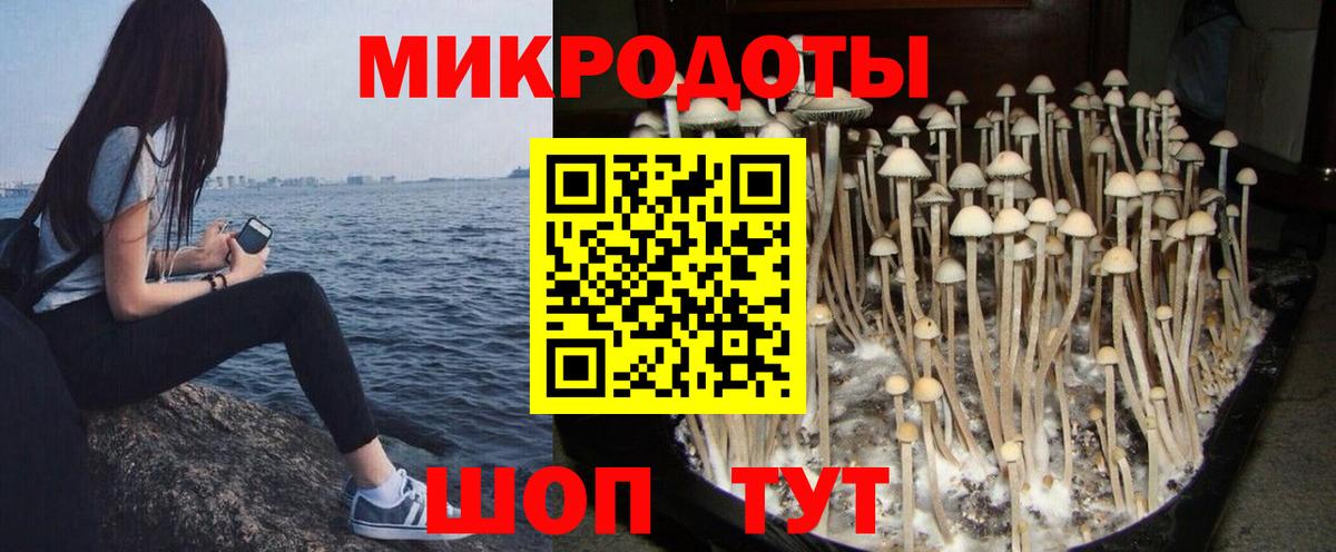 Псилоцибиновые грибы Psilocybe Богданович